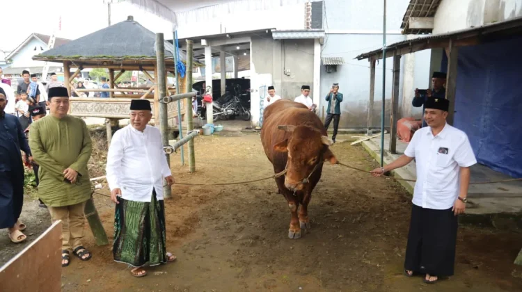 Warga Ngantang Malang Dapat Sapi Kurban 1 Ton
