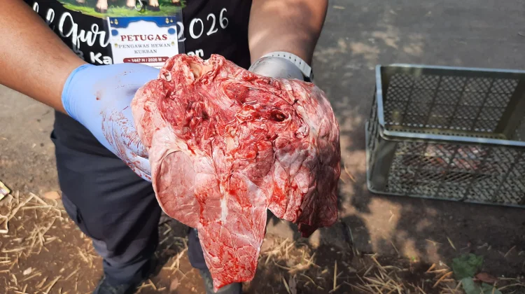 Pemeriksaan Post Mortem. DKP3 Kabupaten Pasuruan Temukan Cacing Hati