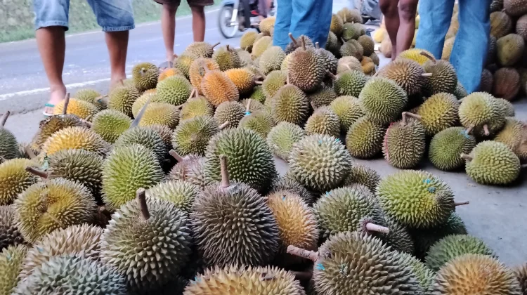 Tren Berburu Durian Murah di Ampelgading Malang, Jadi Magnet Wisatawan
