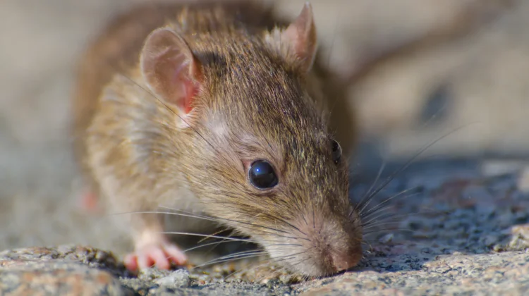 Hantavirus, Virus Lama yang Kembali Ramai Dibicarakan