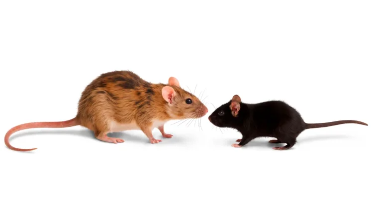 Hantavirus Mengintai dari Tikus Sehat, Waspada Debu Terkontaminasi
