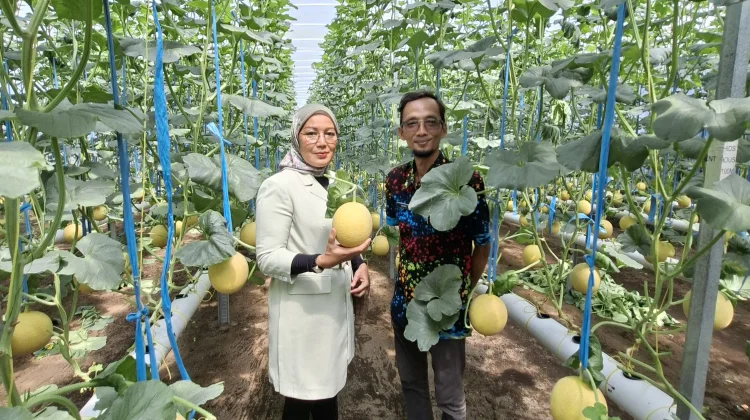 Dapat Akses Permodalan, Agrowisata Melon dan Hidroponik Pakisaji Berkembang