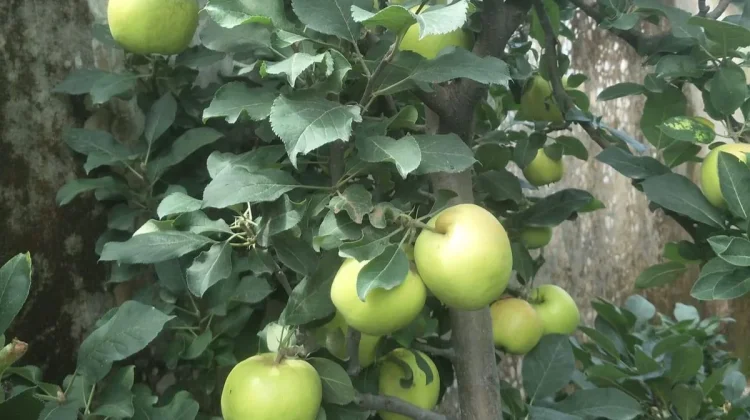 Petani Apel Kota Batu Nilai Musim Kemarau Untungkan Masa Pembuahan