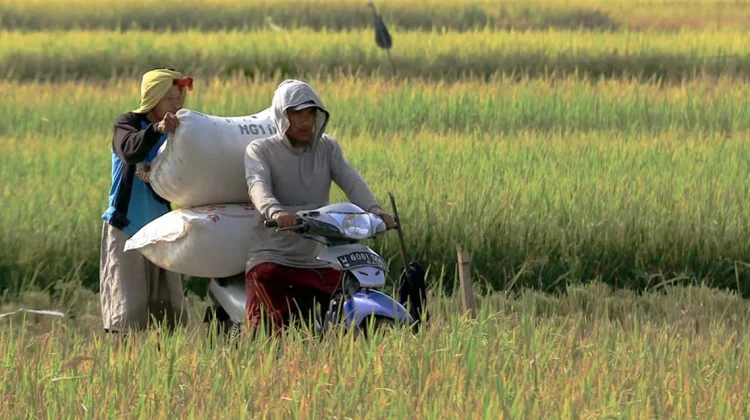 Produksi Padi di Kota Pasuruan Capai 56% dari Target Tahunan