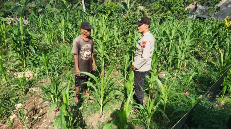 Bhabinkamtibmas Lorejo Kawal Petani Wujudkan Swasembada Pangan Aman