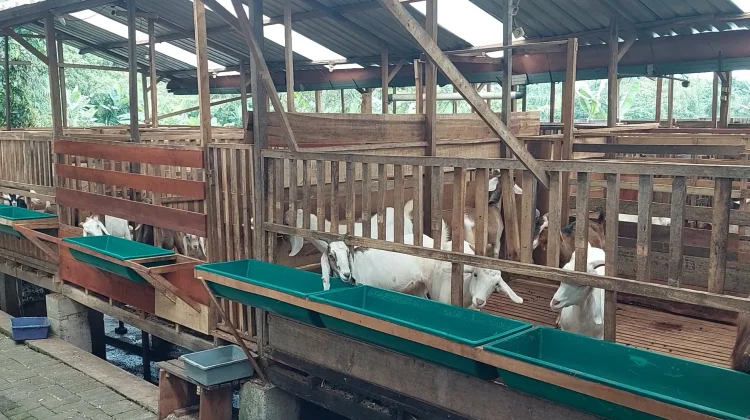 Temas Jaya Farm Hadirkan Edukasi Peternakan bagi Pemula