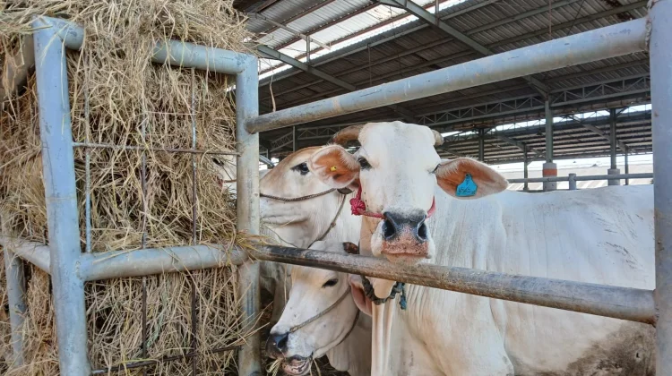 Retribusi RPH di Kota Pasuruan Capai Separuh Target Tahunan
