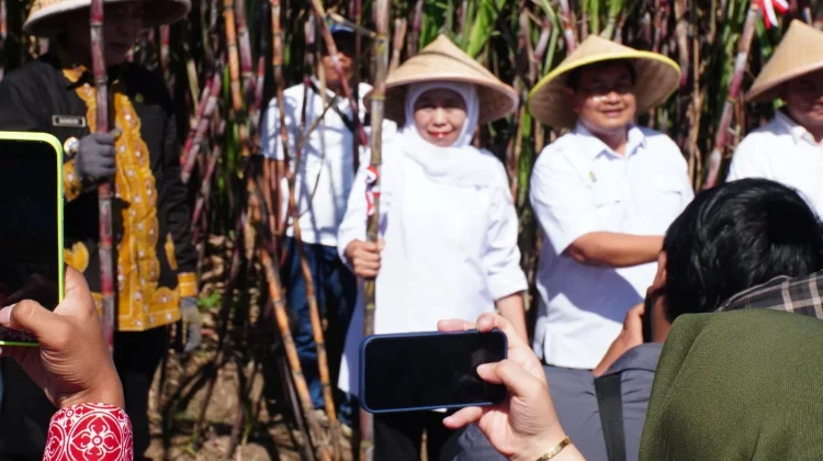Target Bongkar Ratoon 2026 Kabupaten Malang Terbesar di Jatim