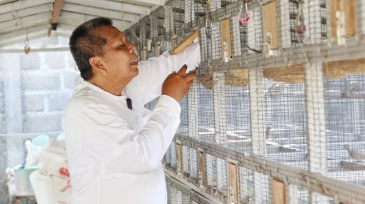 Purna ASN, Hari Apriyanto Sukses Budidaya Burung Perkutut Siap Kontes