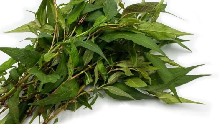 Daun Kesum Jadi Rahasia Kelezatan Kuliner Khas Kalimantan