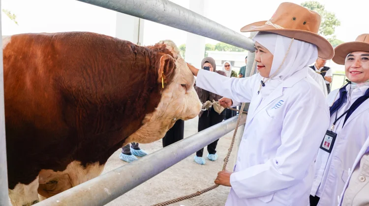 Khofifah Yakin Indonesia Bisa Swasembada Daging dalam Tiga Tahun