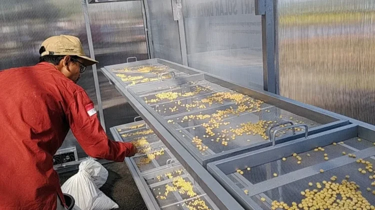 Farmer Field Day BRMP TAKA Malang Hadirkan Teknologi Modern Pertanian Kacang