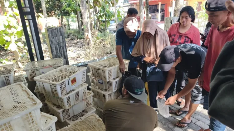 Sempat Dikira Prank, Puyuh Gratis Akhirnya Dibagikan
