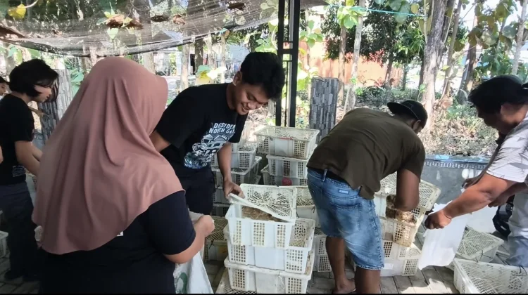 Pembagian Puyuh Gratis di Selopuro Berlangsung tanpa Koordinasi Desa