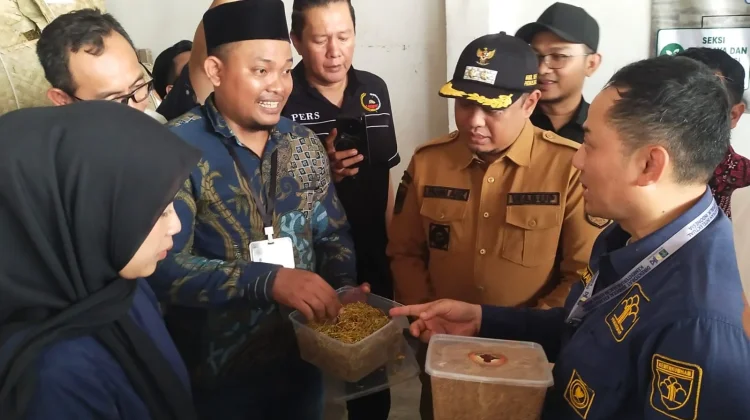 Tembakau Paiton VO Berpeluang Jadi Produk Indikasi Geografis Pertama di Jatim