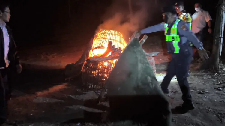 Judi Sabung Ayam di Singosari Tersembunyi di tengah Perkebunan
