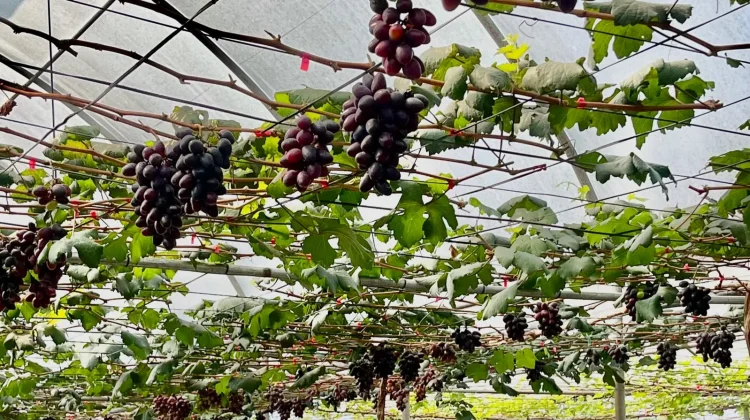 Duta Pengangguran, Wisata Edukasi Anggur di tengah Kota Malang