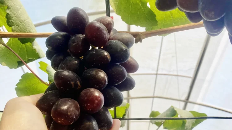 Mengenal Anggur Cherry Crystal sang Primadona di Duta Pengangguran