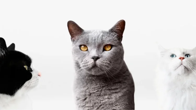 Sterilisasi Kucing Efektif Tingkatkan Kesehatan dan Kendalikan Populasi Liar