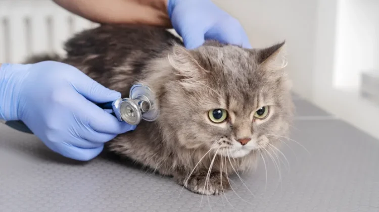 Perhatikan Syarat Sterilisasi Kucing Demi Keselamatan dan Kesehatan Hewan