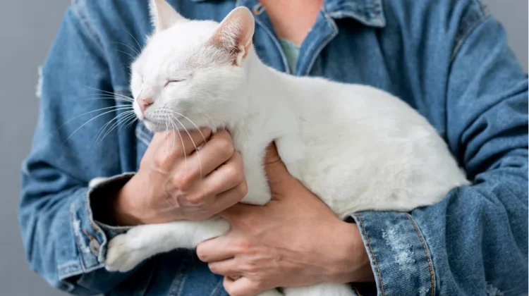 Sterilisasi Kucing Ciptakan Lingkungan Sehat Nyaman bagi Semua