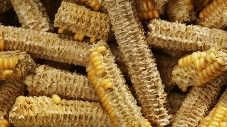 Jangan Dibakar! Bonggol Jagung Bisa Diolah Jadi Briket Ramah Lingkungan