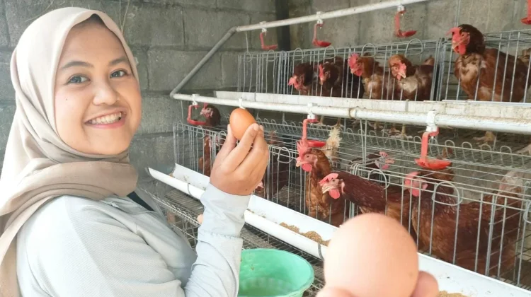 Halo RRI: Permintaan Naik, Harga Telur Berangsur Pulih