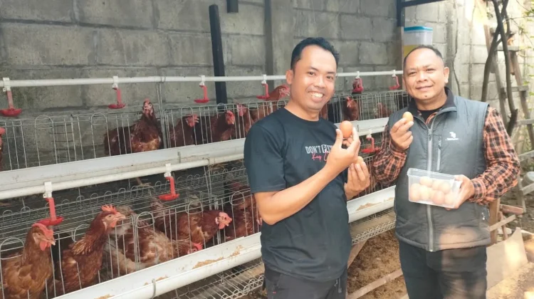 Halo RRI: Surplus Produksi Picu Anjloknya Harga Telur hingga Rp16 Ribu
