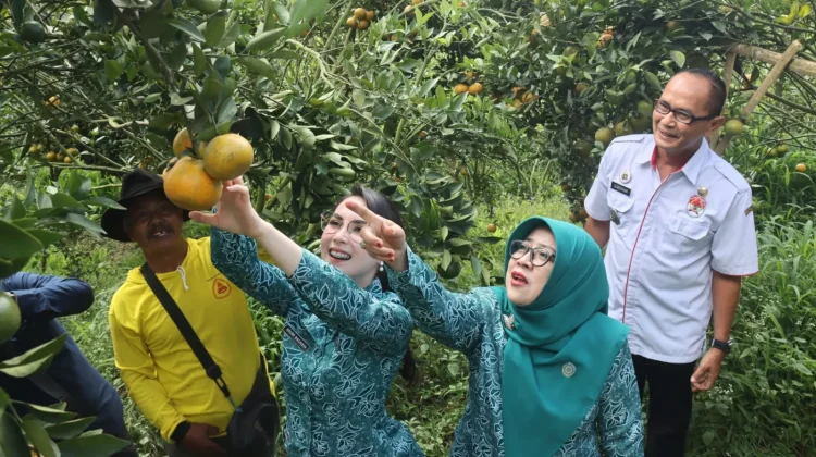 Panen Jeruk Keprok Siyam Wagir, Arumi Bachsin Puji Kualitas Agrowisata Malang