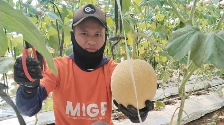 Zakat Produktif YBM BRILiaN, Buruh Tani di Poncokusumo Malang Panen 5,2 Ton Melon