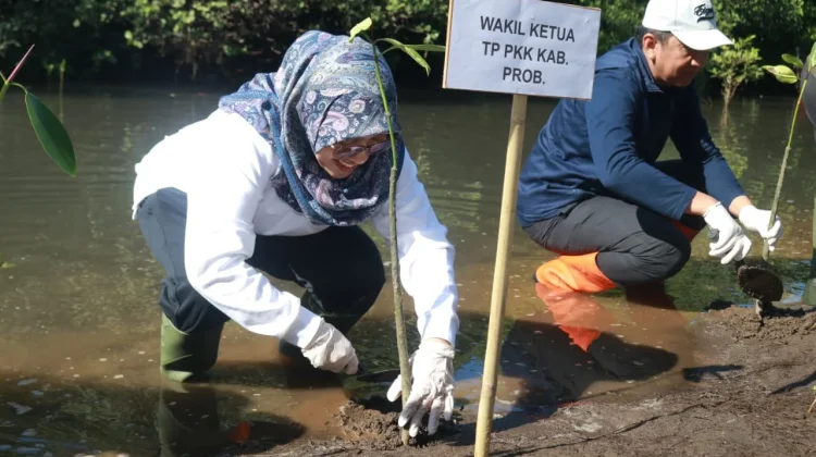 Pemkab Probolinggo Tanam 500 Bibit Mangrove di Pantai Duta