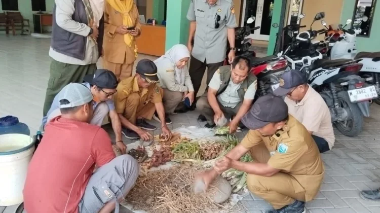 Tembakau Paiton Terkena Penyakit Ker ker