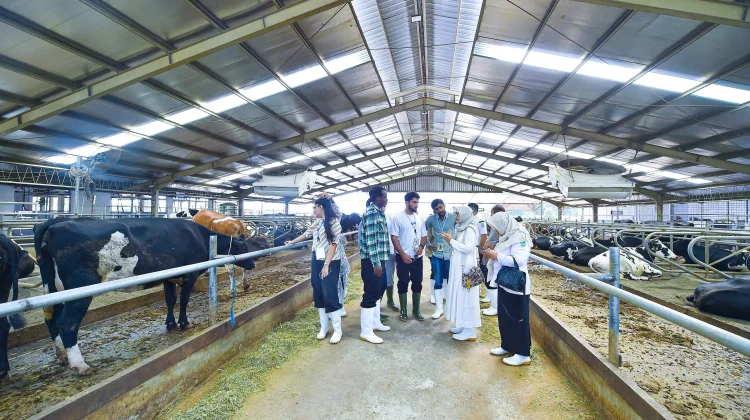 58 Tahun, KUTT SUKA Makmur Grati Hasilkan Susu Segar Standar Industri