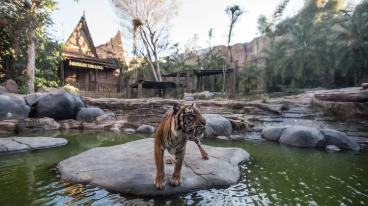 Batu Secret Zoo Perkuat Konservasi Harimau di Hari Harimau Sedunia