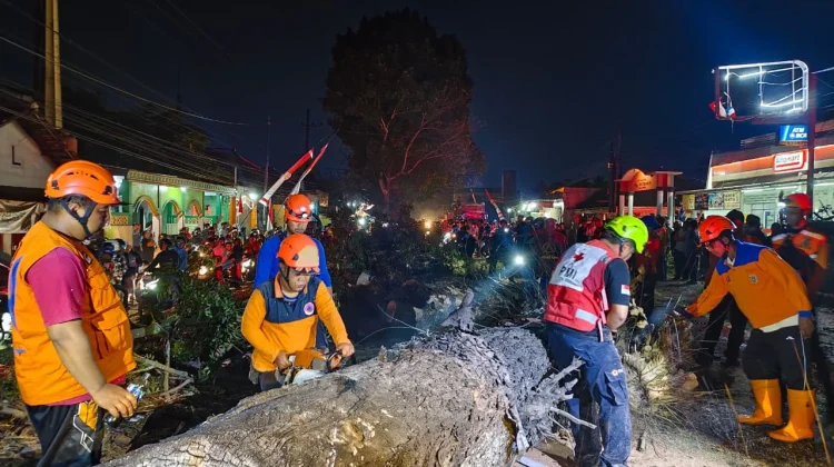 Pohon Tumbang di Pakisaji, Sembilan Orang Terluka