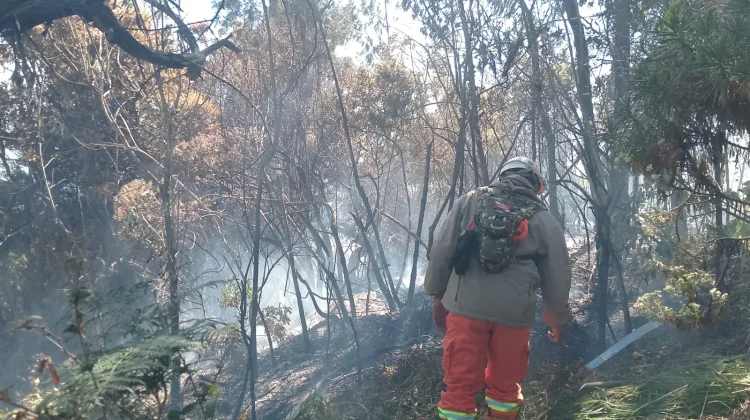 Kebakaran Hutan dan Lahan di Bromo Meluas Sampai ke Kabupaten Pasuruan