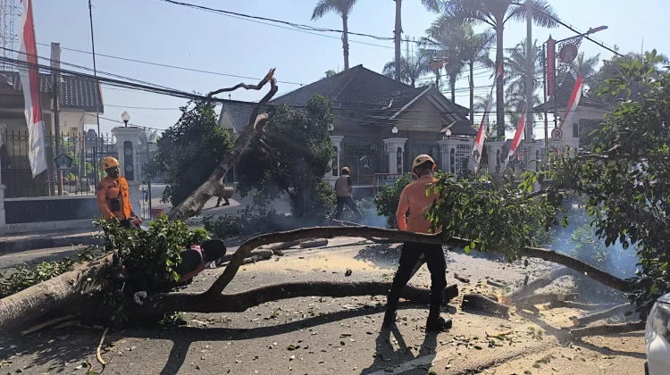 Pohon Tumbang Timpa Pengendara Motor di Alun-Alun Kota Blitar
