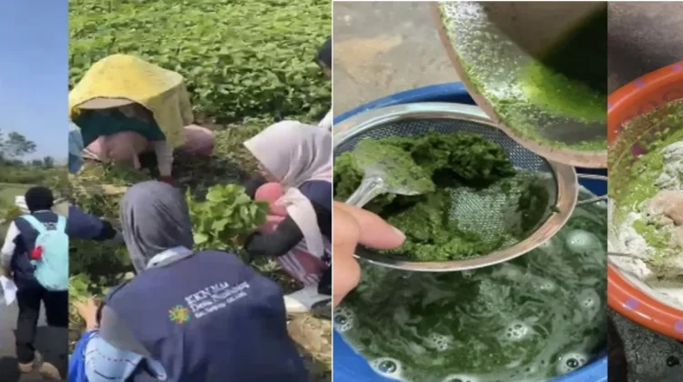 KKN MAs Kelompok 80 Kenalkan Ragam Olahan Bayam di Desa Pandanajeng