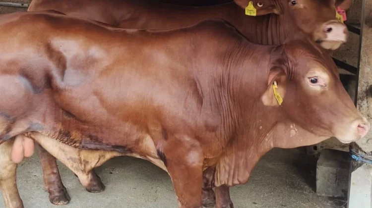 Impor Sapi Keempat Tiba, Pemkot Malang Tambah Pasokan Daging