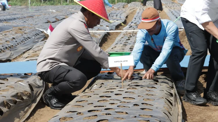 1,5 Hektare Lahan di Wagir Kabupaten Malang Ditanami Bawang Putih