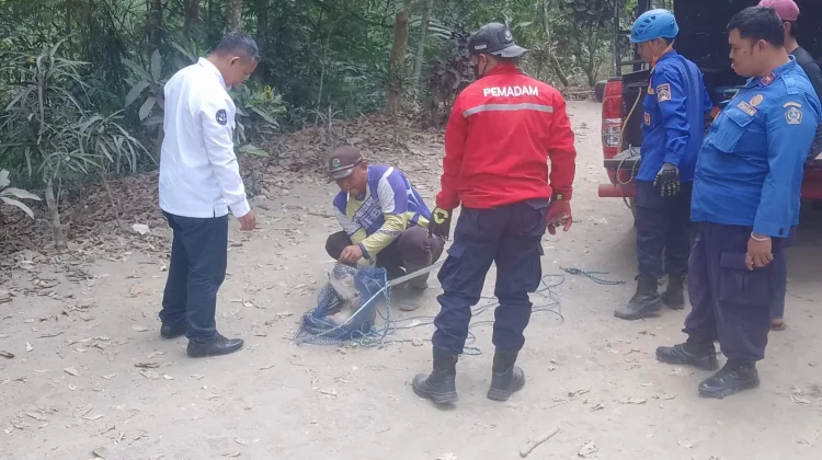 Monyet Peliharaan Diduga Lepas, Damkar Blitar Evakuasi ke Hutan