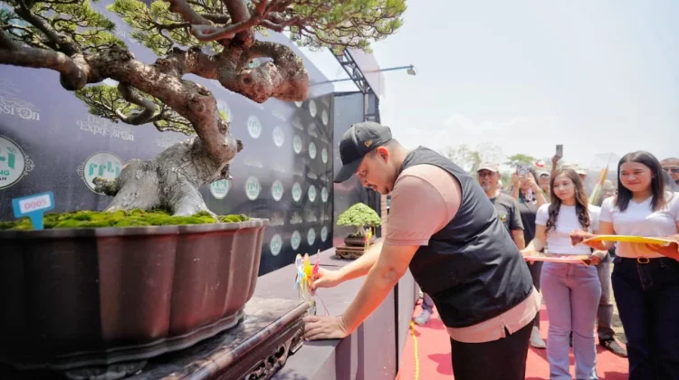 800 Bonsai Unik dan Menarik Ikuti Kontes dan Pameran Tingkat Nasional di Pandaan
