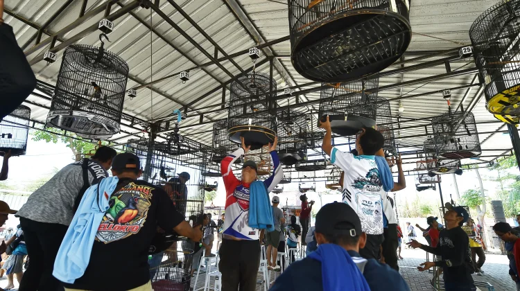 Tahun Kedua. Pemkab Pasuruan Kembali Gelar Festival Burung Berkicau 2026