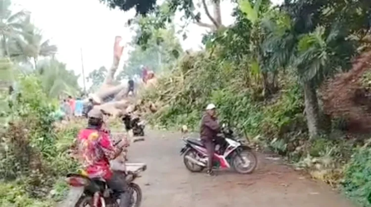 Pohon Tumbang Tutup Akses Utama Pujiharjo Tirtoyudo Malang Selatan