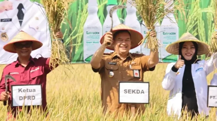 Petani Trenyang Sumberpucung Malang Panen Raya Padi Organik Sukma