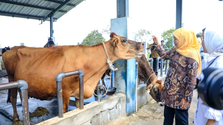 Gubernur Khofifah Dorong Populasi Sapi Perah UPT Batu Jadi 200 Ekor