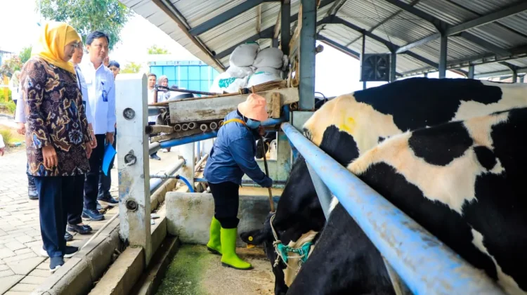 Khofifah Tekankan Ketersediaan Pakan untuk Pengembangan Sapi Perah