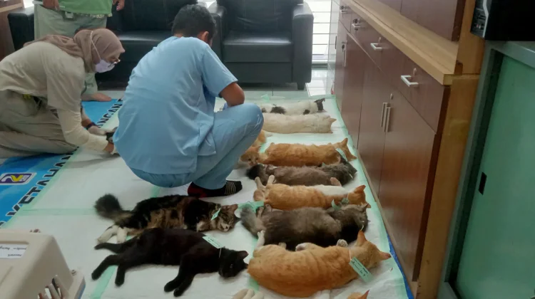 Pemkot Malang Sterilisasi 60 Kucing Jantan, Kendalikan Populasi Hewan