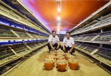 Budidaya Burung Puyuh Desa Kandung Hasilkan Omset Puluhan Juta