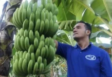 Dari Kalirejo, Pisang Lokal Dukung Program MBG
